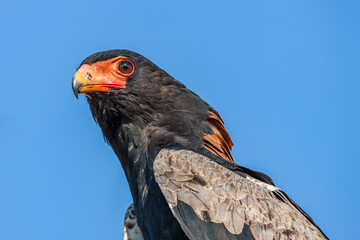 South Africa, Kruger National Park, Bateleur Eagle (Terathopius Ecaudatus)