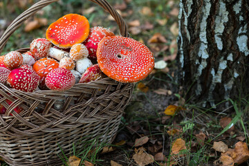 Poisonous red wild mushrooms in a wicker basket. Picking up toadstools. Microdose of poison or mushroom poisoning.