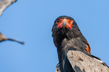 South Africa, Kruger National Park, Bateleur Eagle (Terathopius Ecaudatus)