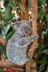 Obraz premium Cute Koala Clinging to Eucalyptus Tree Branch
