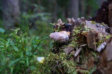 Wild Birch Polypore fungus with water droplets, growing on mossy wood in natural forest environment. Mushroom on decaying tree stump. Macro of medicinal mushroom in natural habitat. Blurred woodland