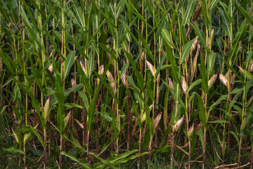 Ripening corn cobs on a plantation before harvest, agricultural background in late summer