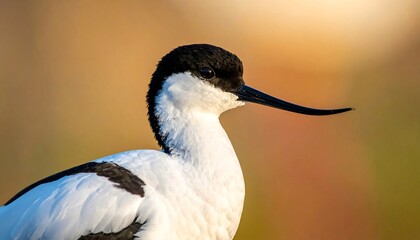 Fototapeta premium Close-up bird profile