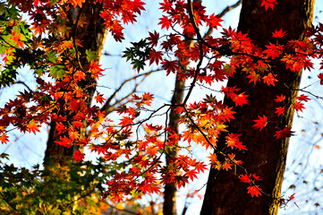 御坂山地の烏帽子岳　朝日に色づくヤマモミジの紅葉

