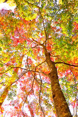 御坂山地の烏帽子岳　朝焼けに染まる森　色彩鮮やかな紅葉
