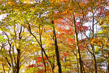 御坂山地の烏帽子岳　朝焼けに染まる秋の森　色彩鮮やかな紅葉

