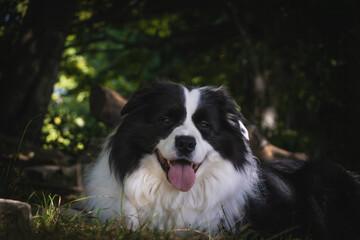 Happy Border Collie dog pant and rest in the shade during a walk in the woods, dog activity