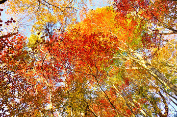 御坂山地の烏帽子岳　朝焼けに染まる秋の森　色彩鮮やかな紅葉
