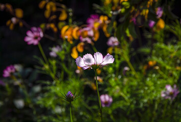 Fototapeta premium Cosmos flower on background of other flower in sunlight in garden.