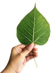 hand holding a bodhi leaf on isolate and white background