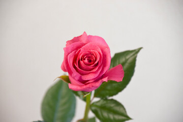 ピンクのばら
