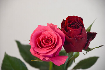 赤とピンクのばら