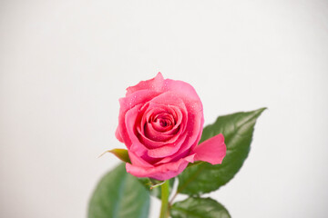 ピンクのばら