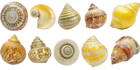 Collection of Assorted Seashells with Unique Spiral Patterns and Textures Keywords: seashell, shells isolated on a transparent background