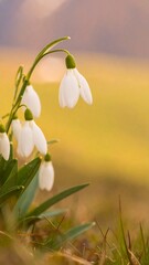 Obraz premium Delicate snowdrop blossoms in a spring meadow