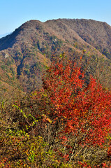 紅葉の御坂山地　パノラマ台から望む三方分山
