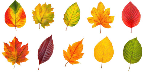 Fototapeta premium Collection of Ten Autumn Leaves in Vibrant Fall Colors leaf nature isolated on a transparent background