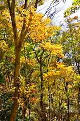 御坂山地のパノラマ台　黄葉のイロハモミジ
