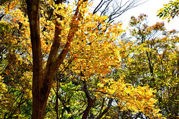 御坂山地のパノラマ台　黄葉のイロハモミジ
