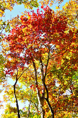 御坂山地のパノラマ台　紅葉のハウチワカエデ
