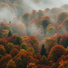 Misty Autumn Forest Landscape