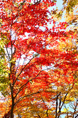 Fototapeta premium 御坂山地のパノラマ台の森 紅葉のヤマモミジ 