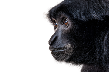 Side portrait of siamang ape with deep eyes and dark fur isolated on transparent background
