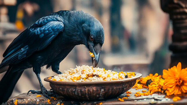 A crow eats rice offerings during the Pitru Paksha ritual, representing ancestral feeding