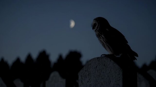 Nocturnal owl silhouette against moonlit cemetery scenery