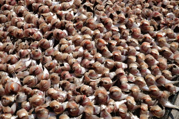 close up of raw chicken