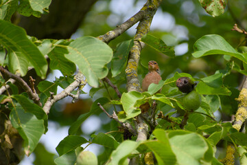 Young chaffinch perched on a walnut twig