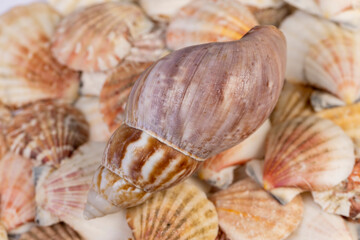 dirty empty seashells in a large pile are used as souvenirs at seaside resorts, a large number of seashells are in poor condition and dirt from improper storage.