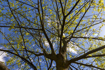 the first foliage of an oak tree against the sky, new foliage on oak trees in the spring season, sunny weather in the forest with new foliage on deciduous trees