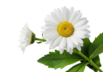 Close up of white daisies with yellow centers and green leaves isolated transparent background