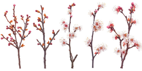 Five flowering branches with white and pink blossoms and buds isolated on a transparent background
