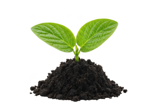 Young green sprout emerging from dark soil symbolizing growth and new beginnings transparent background