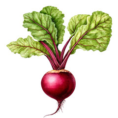 Whole beetroot with green leaves isolated on white background