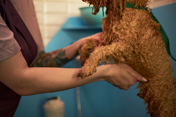 Caucasian young adult woman with tattooed arm holding curly haired dog during grooming session in pet care facility, only partial view of woman and dog visible in close up