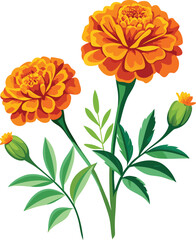 Fototapeta premium Vibrant orange marigold flowers with buds and green leaves