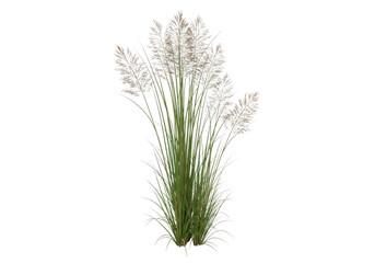 Close-up of delicate white grass seed heads against a dark backdrop transparent background