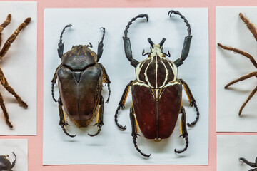 Two African Goliathus goliatus beetles mounted in a scientific display cabinet