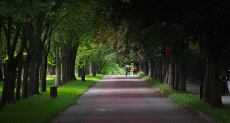 Wide tree-shaded walking path with a bicycle path in a large city park, a place for walking, running and cycling