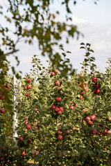 harvest of ripe apples in the apple orchard in the autumn season, ripe apples ready for harvest in the garden in sunny weather against the background of a blue sky with clouds
