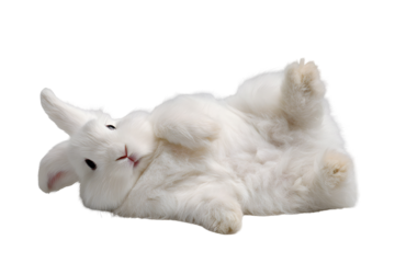 Fluffy white rabbit lying on back with pink nose and soft fur isolated on transparent background