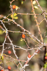 red rose berries in the autumn , a beautiful leafless bush with red rose fruits in the forest in autumn