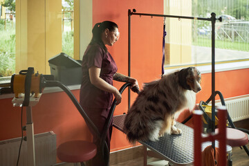 Asian young adult woman grooming Australian Shepherd dog using professional pet dryer in modern pet...