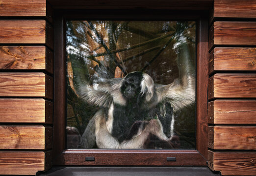 Gibbon monkey (Hylobates pileatus) sits in a window at the zoo and watches the visitors