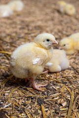 a group of small chickens in yellow fluff at a poultry farm for growing meat breeds of poultry