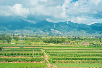 panoramic view of the forest and field