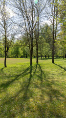 trees of various types growing , deciduous trees with the first foliage and green grass in the park for recreation